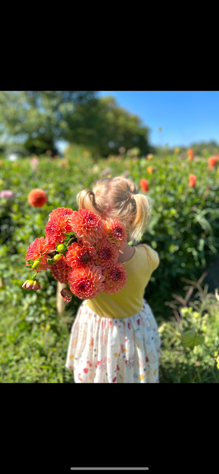 Dahlia Tubers