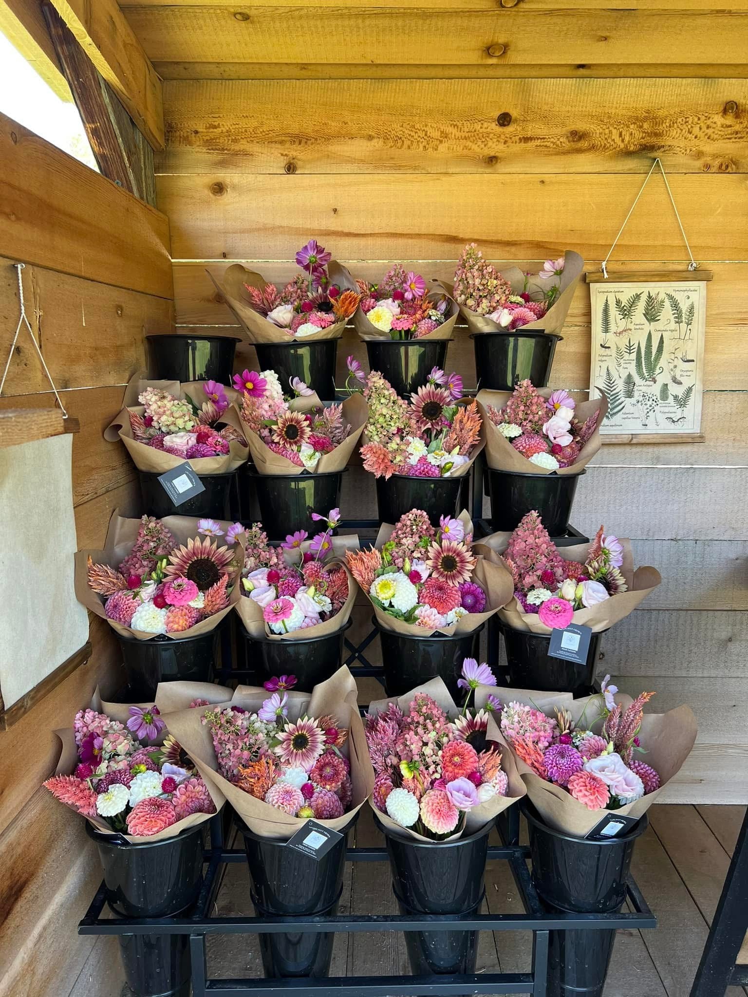 Dahlia Subscription