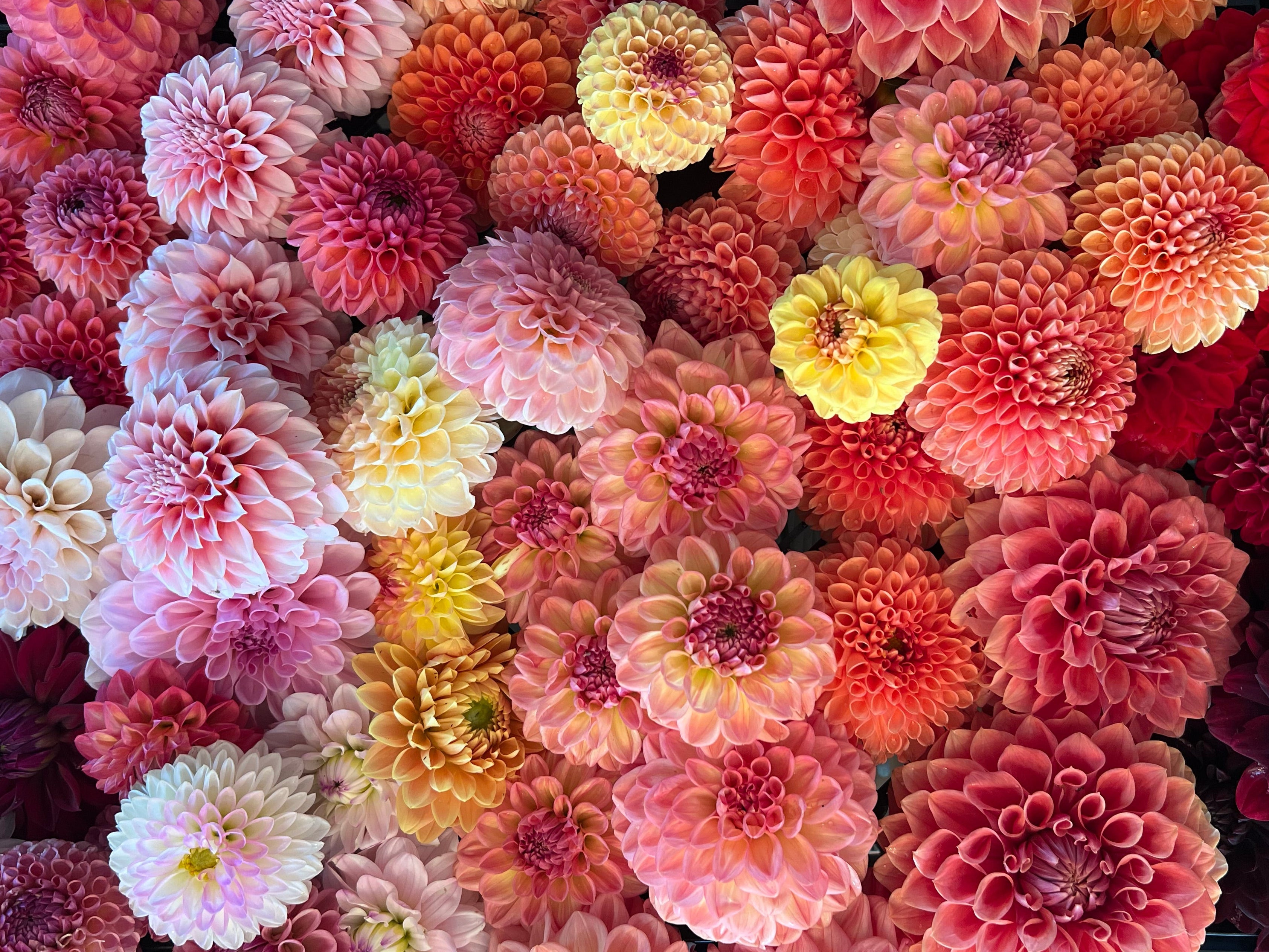 A Grab Bag (5 tubers)