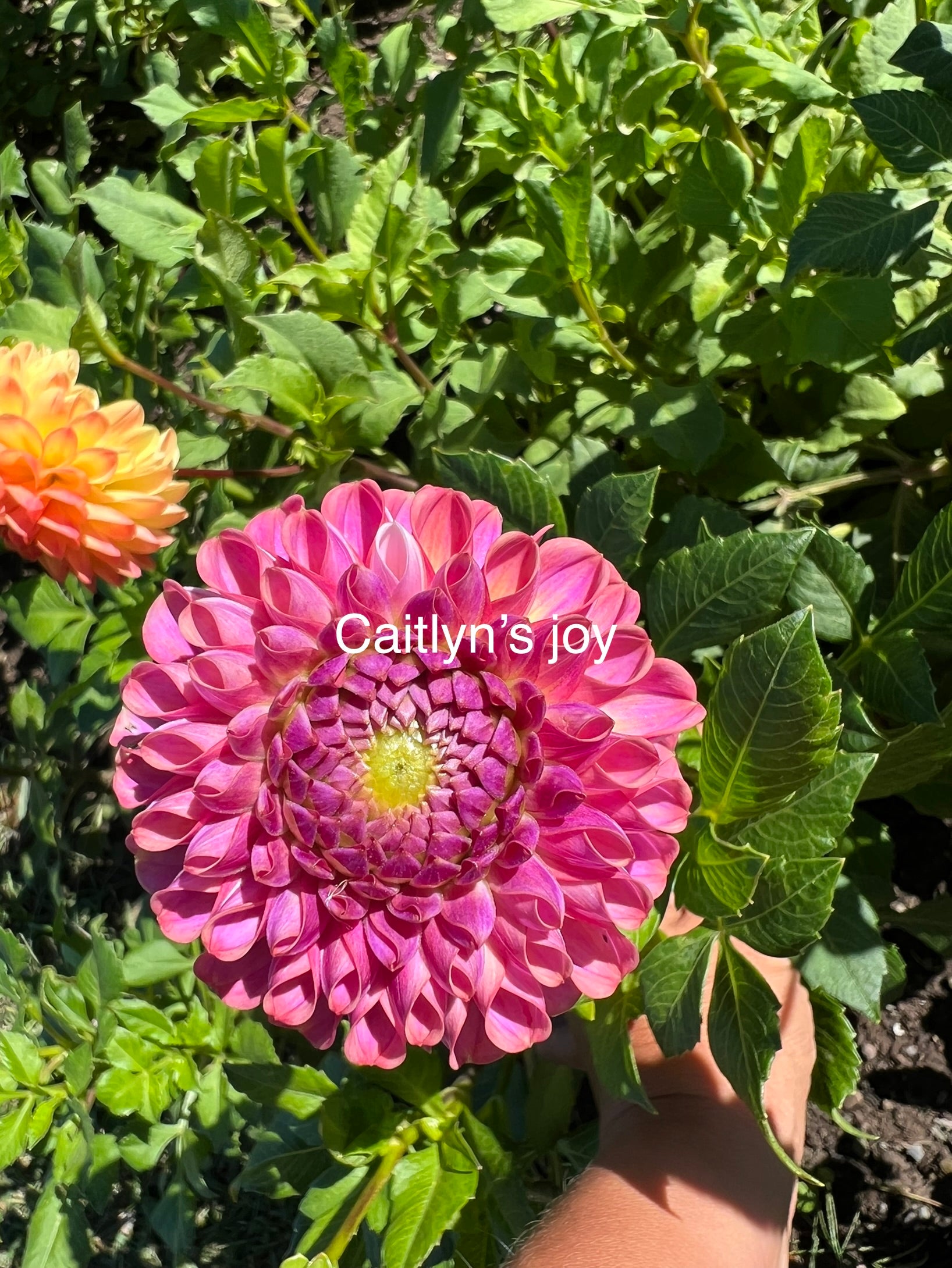 Caitlyn Joy Bulk (5 tubers)