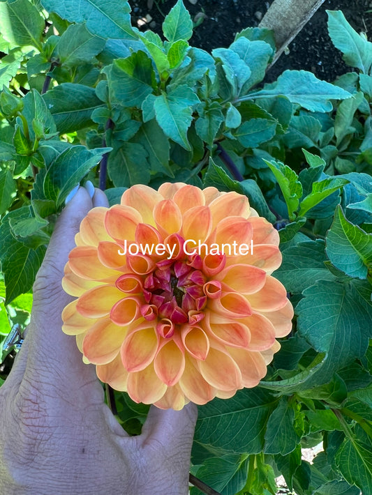 Jowey Chantel