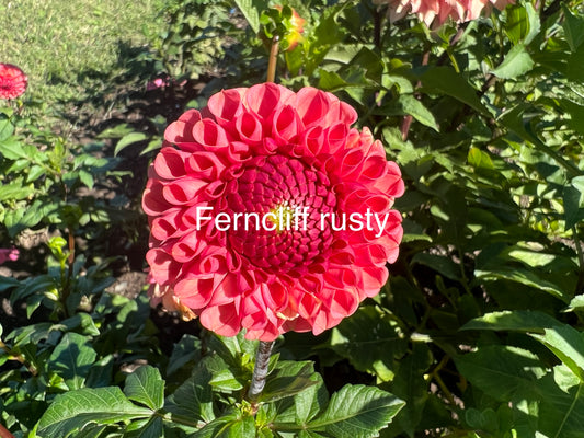 Ferncliff Rusty