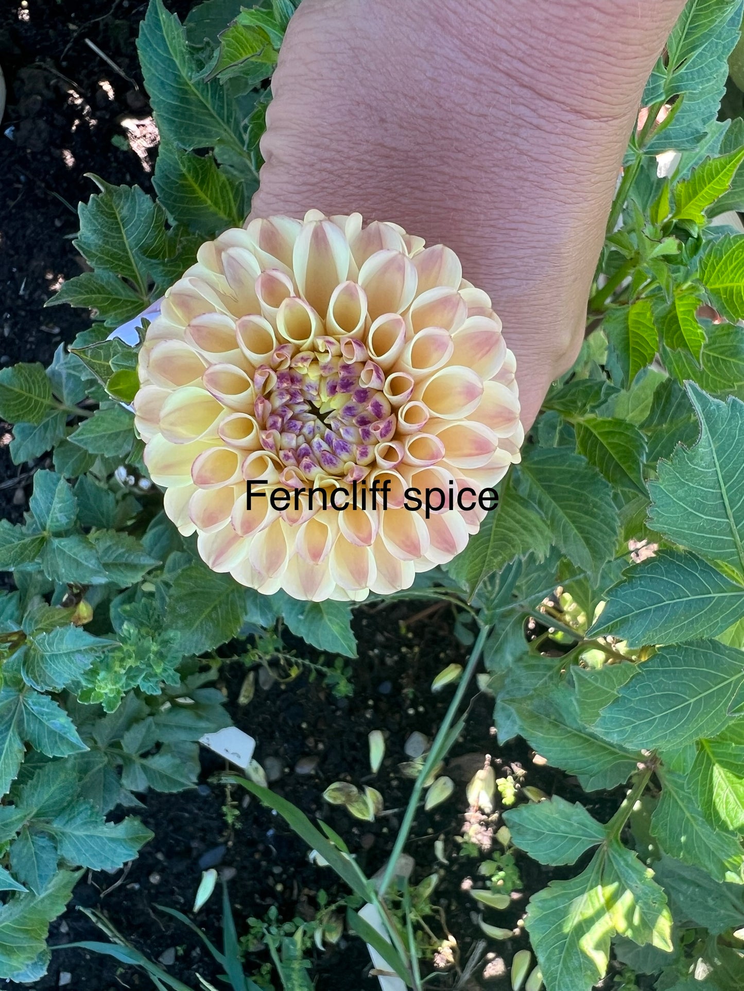 Ferncliff Spice