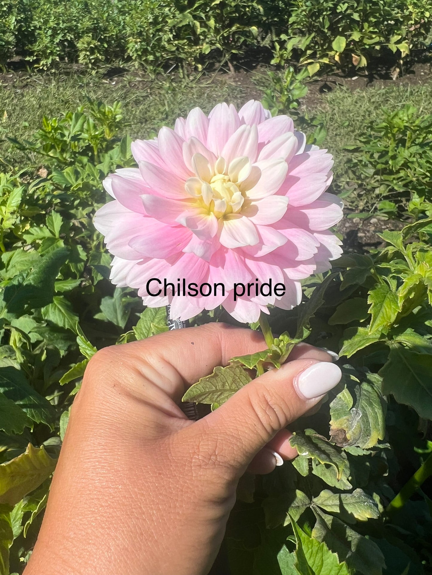 Chilson’s Pride