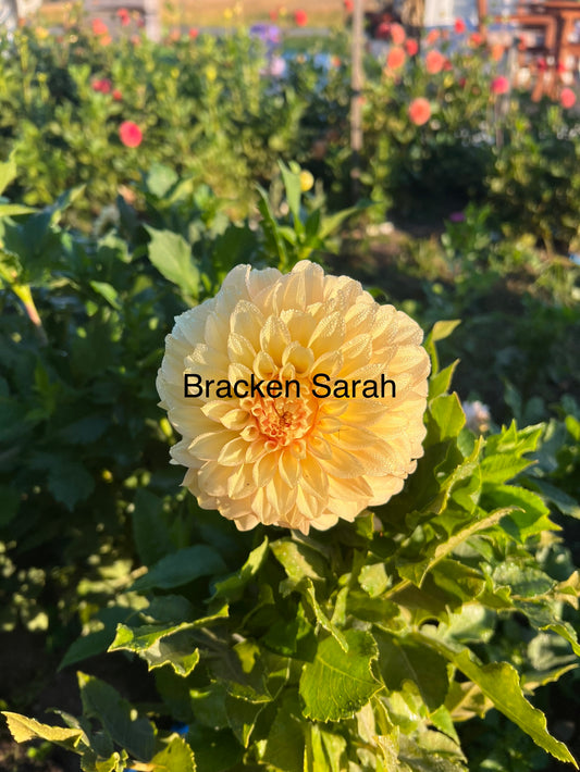 Bracken Sarah