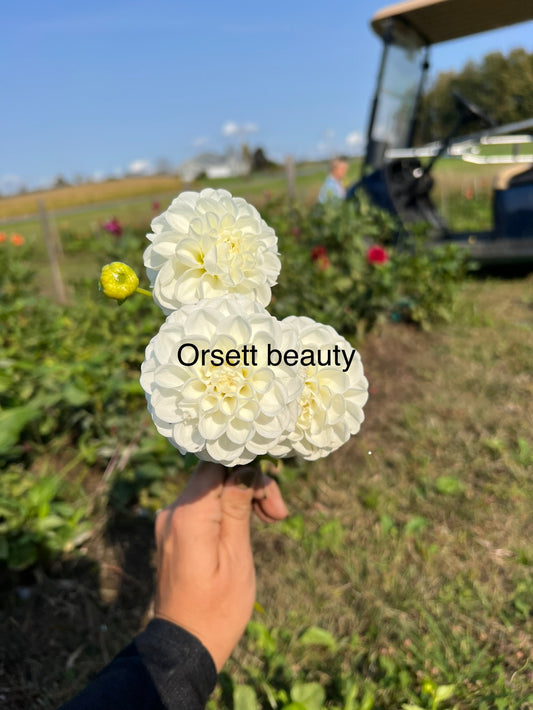 Orsett Beauty