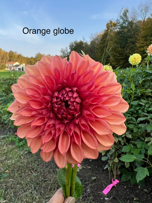 Orange Globe