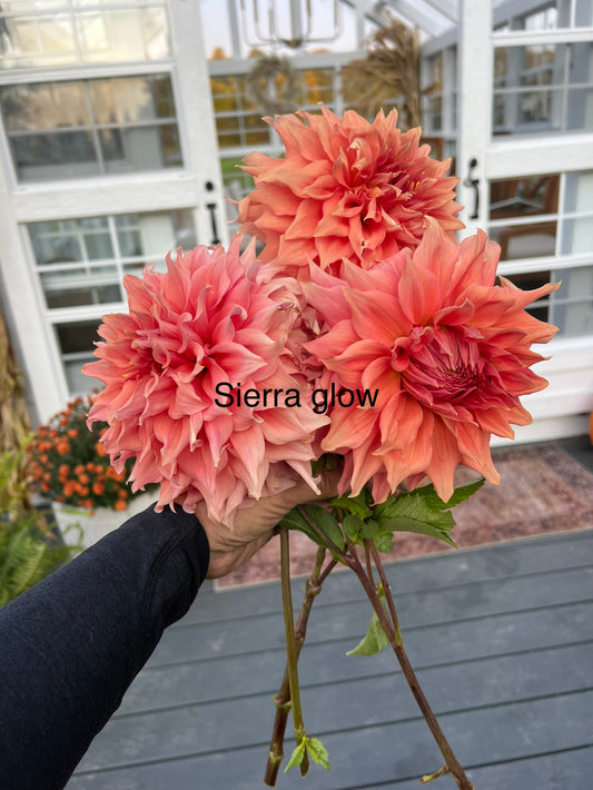 Sierra  Glow