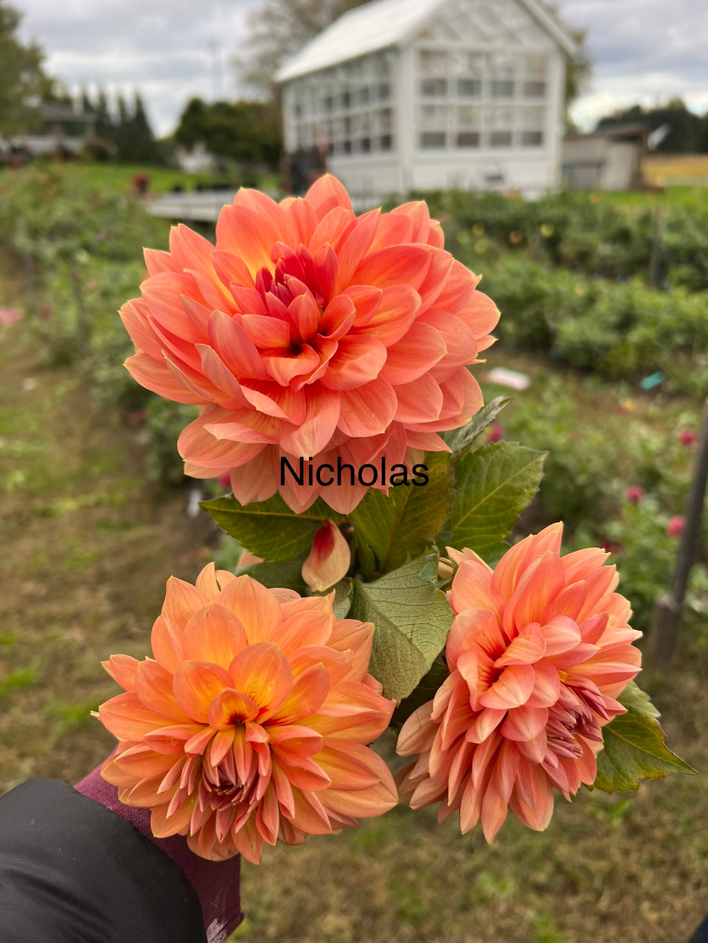 Nicholas