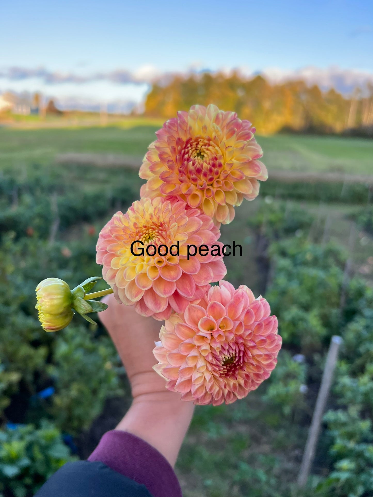 Good Peach