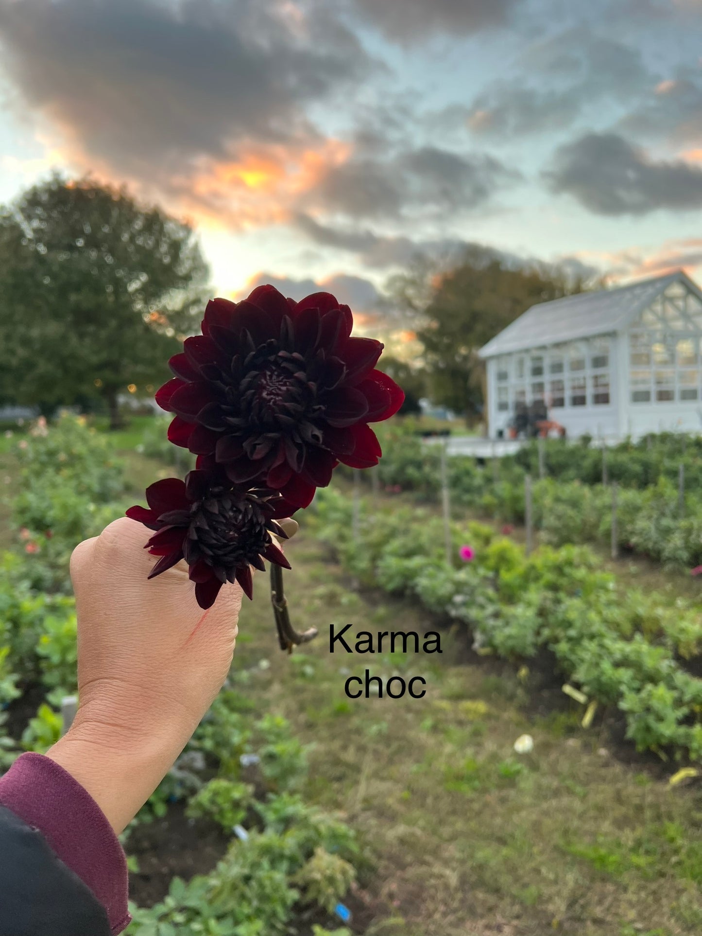 Karma Choc