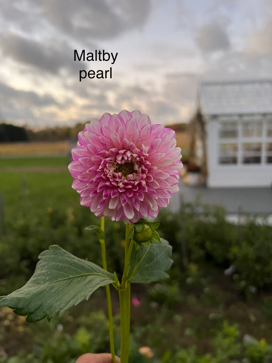 Maltby Pearl